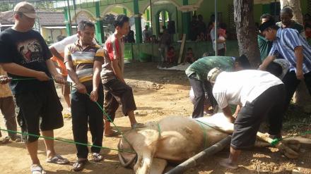 Qurban Idul Adha 1439 H